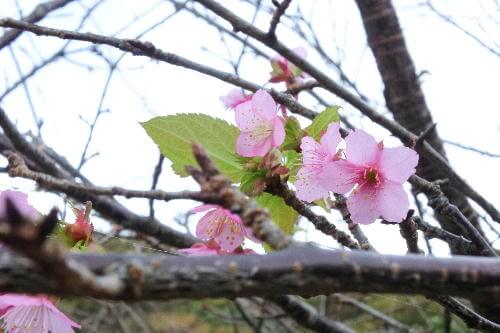 DSC_1947(修正)