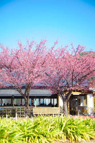 2018.2.11土肥金山桜-2