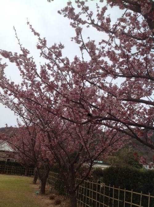 20190211土肥桜済