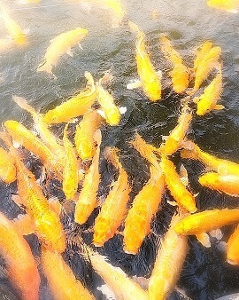 写真ふんわり_20190819_161708