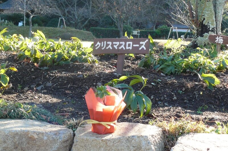 12月24日　クリスマスローズ限定　50株限定でプレゼント！