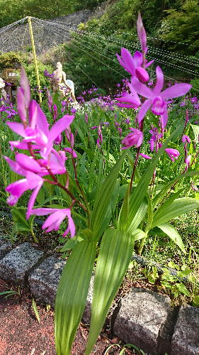 紫蘭 シラン が咲いていました ブログ 西伊豆 土肥金山 家族で楽しめる金のテーマパーク