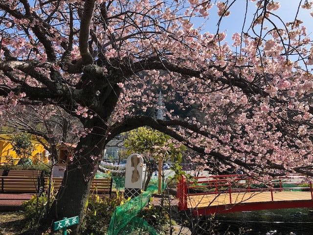 大寒桜が咲きました ブログ 西伊豆 土肥金山 家族で楽しめる金のテーマパーク