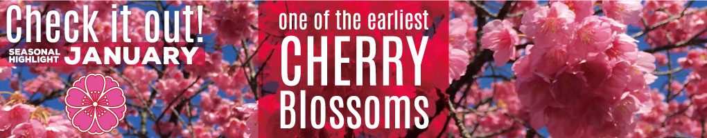 cherryblossom