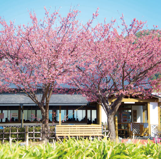 土肥桜のページ