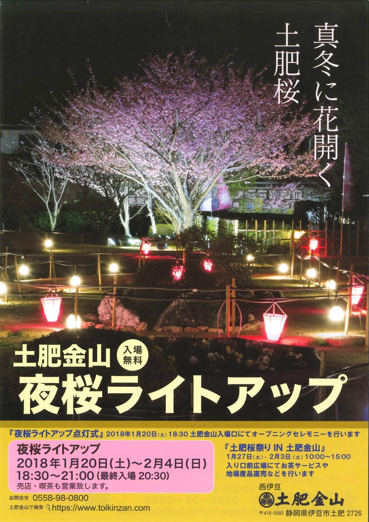 土肥金山夜桜ライトアップ開催中！