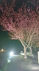 1月21日（土）～2月5日（日）　土肥金山夜桜ライトアップ！！