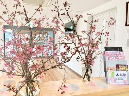 ゲートウェイ函南にて土肥桜が展示されています